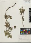 Foto von Salix glabra Scop. x Salix retusa L.